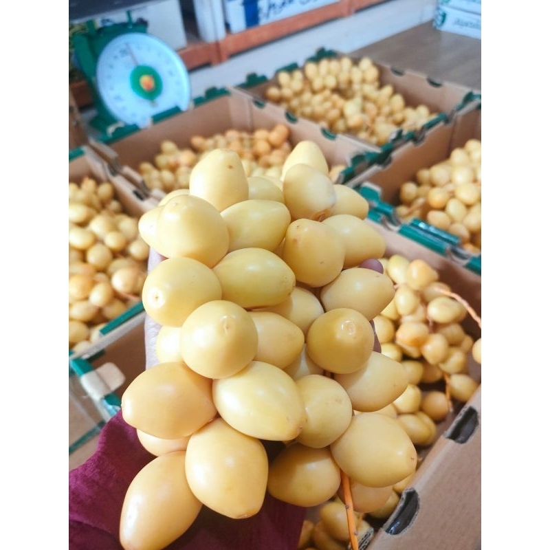 

Kurma Muda Kuning Barhee || Kurma Muda Promil