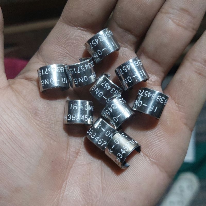 ring merpati baja dewasa / belah