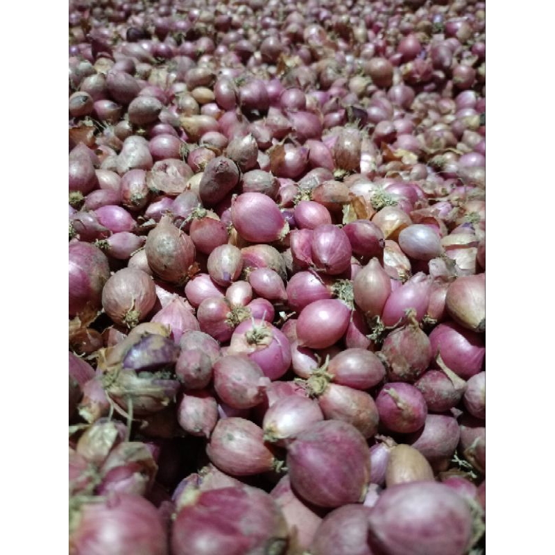 

bawang merah tanggung ,lokal dan kering
