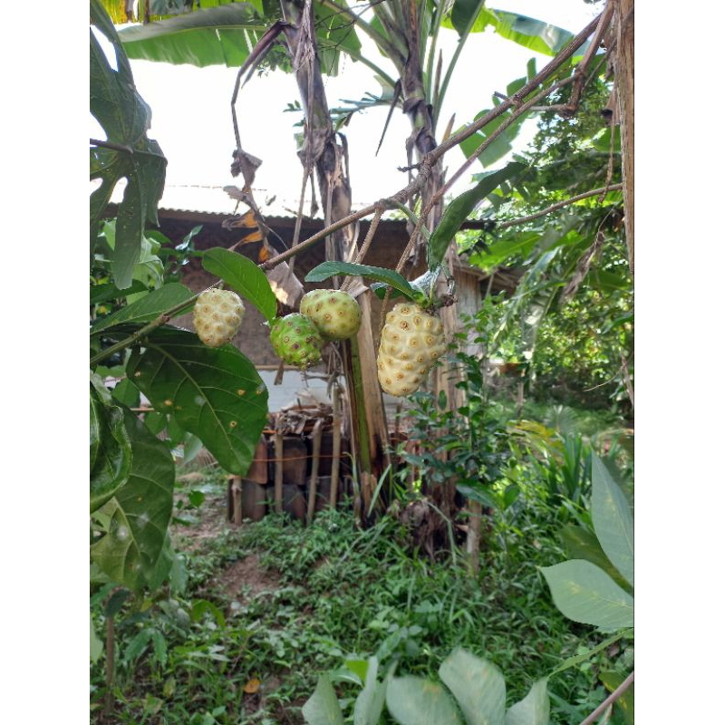 

mengkudu helbal alami1kg