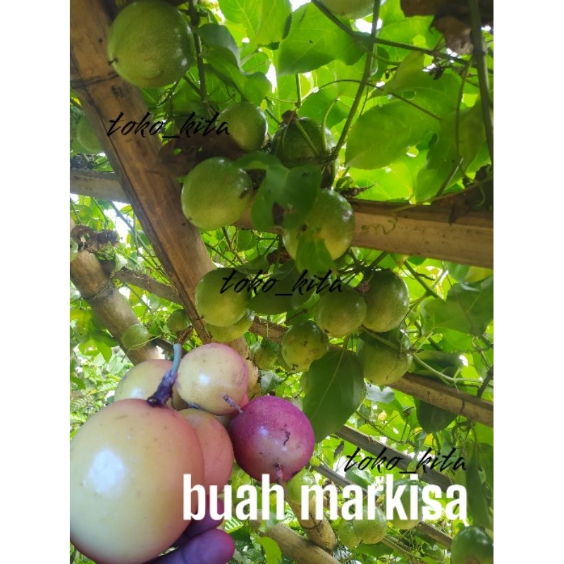 

buah markisa per buah