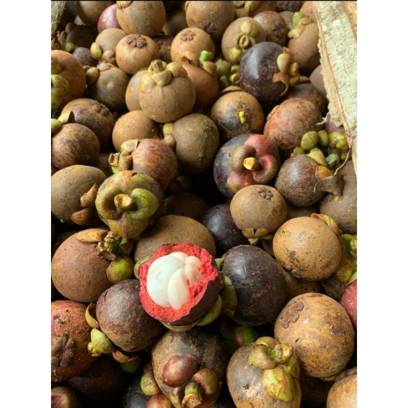 

buah manggis