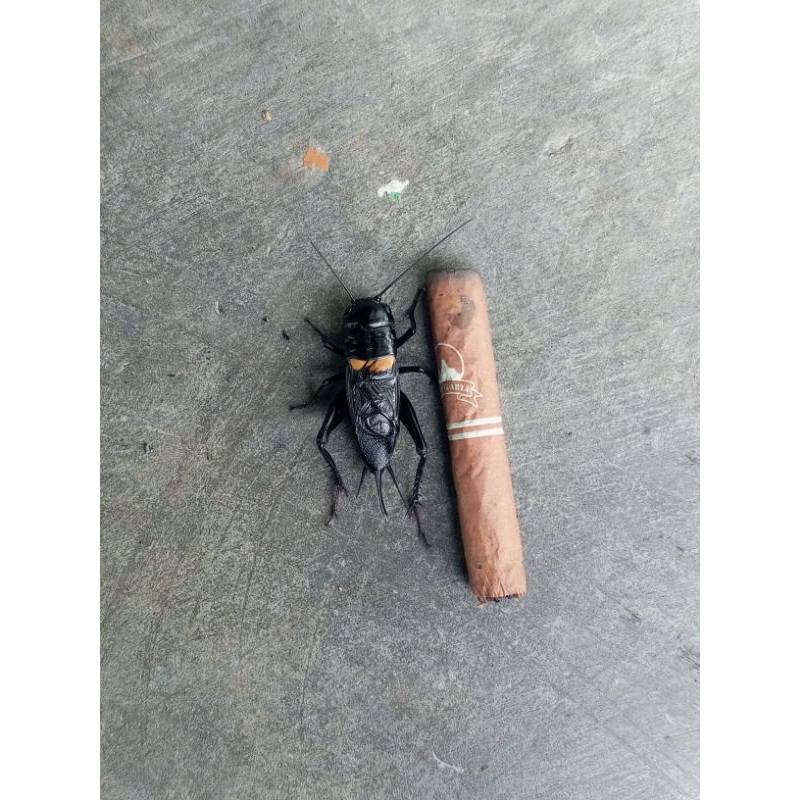 jangkrik aduan  gigi lebar besar pilihan