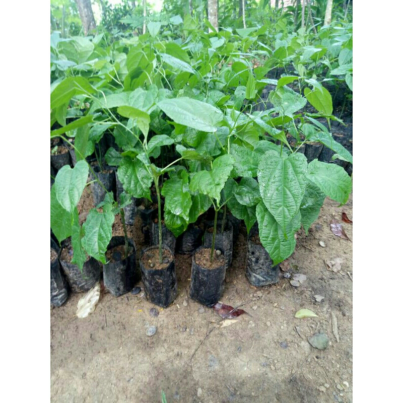 Bibit Kacang Sacha Inchi  siap tanam 5000 /1pohon