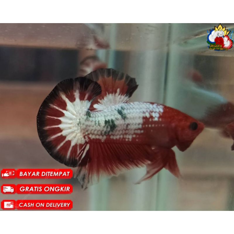 Hiasan Fccp red head / pasangang star tail