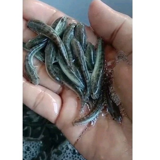 bibit ikan gabus 5-6 cm isi 50e ikan gabus sawah kecil 5-6cm bibit ikan gabus pakan pelet ukuran 5-6