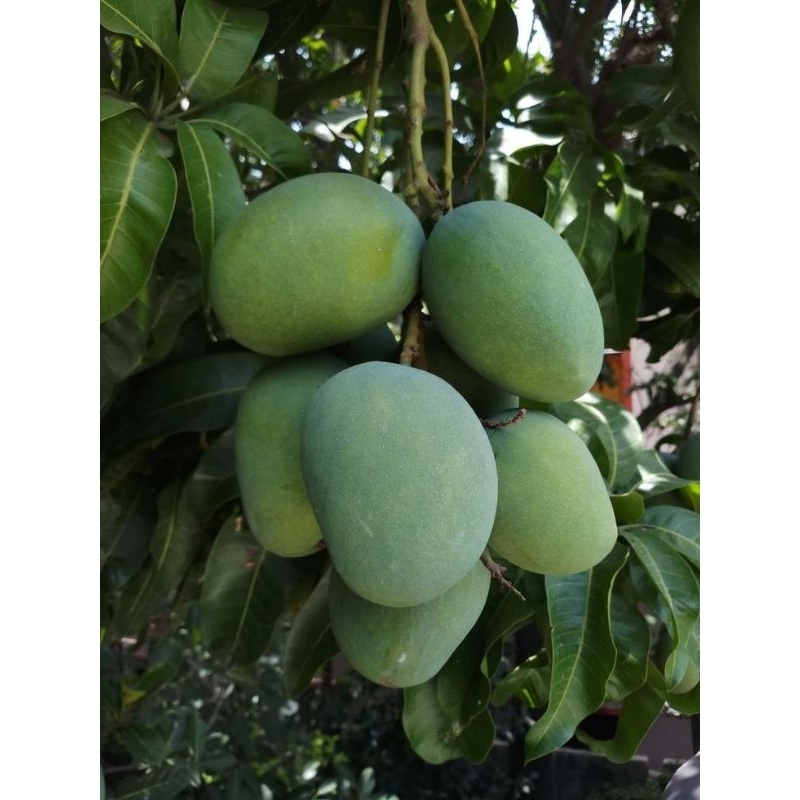 BIBIT MANGGA MANALAGI SUPER