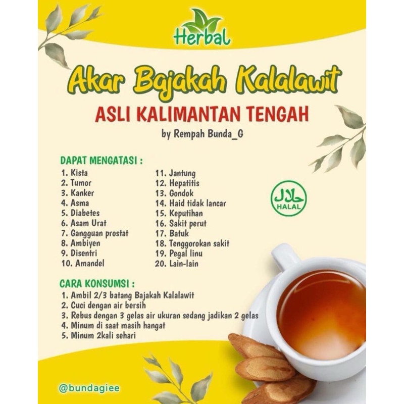 

Akar Bajakah Kalalawit asli Kalimantan (100gr) kualitas terjamin keasliannya