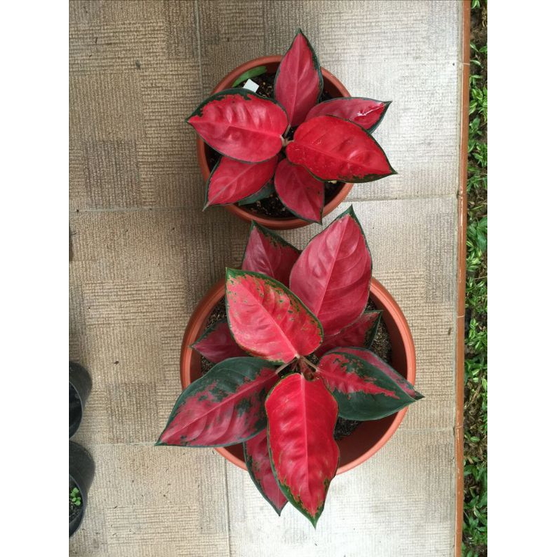 Tanaman Hias Aglaonema Red Kocin