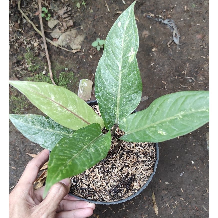 Anthurium Black Beauty Variegata Thailand M - Tanaman Hias Anthurium Black Beauty Varigata Thailand 