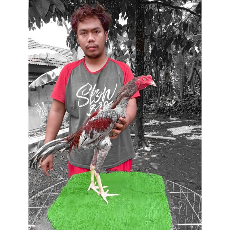 ayam mlungker arbal pakhoy iq full brakot brutal - ayam pakhoy brakot brutal - ayam super tehnik - a