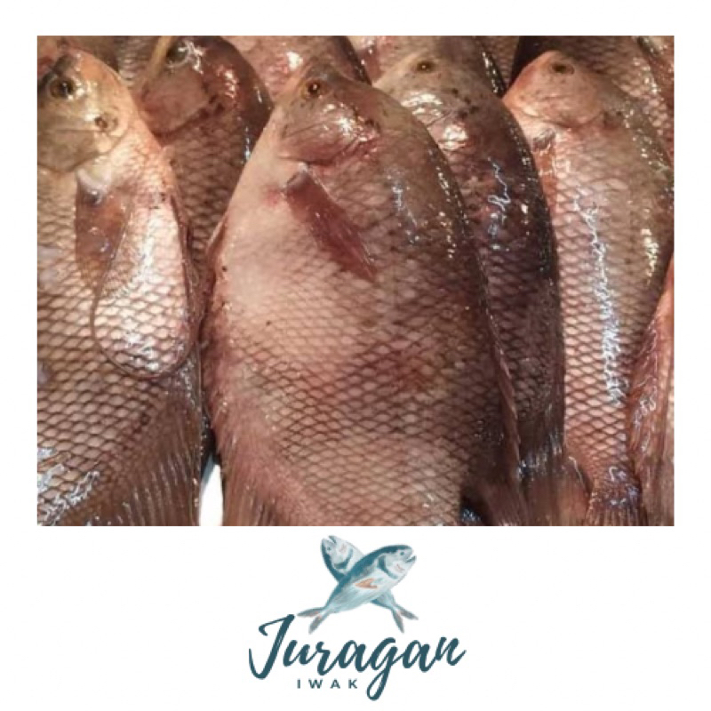 

Ikan Gurame 1kg dan 500 gr