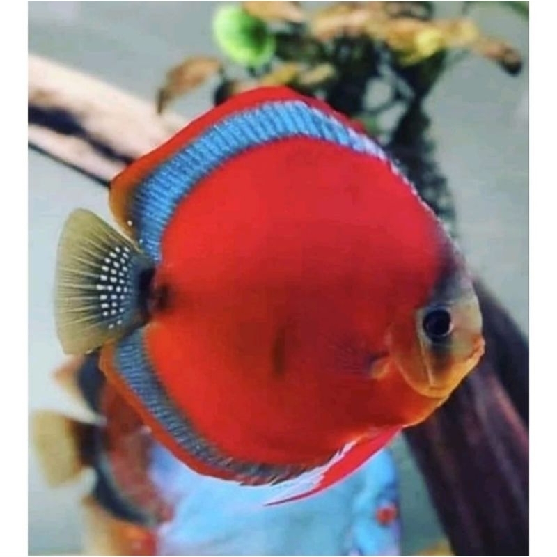 Styrofoam discus Sun Merah Grade A full HB