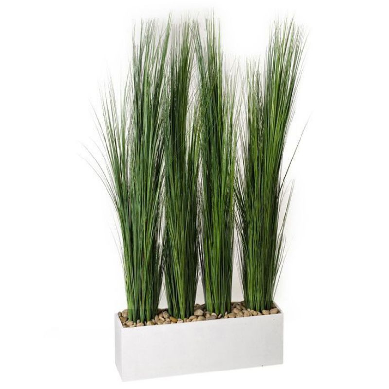 tanaman hias bambu air mini - pohon lidi - lidian bambu air bibit (Tanaman hias hidup indoor murah b