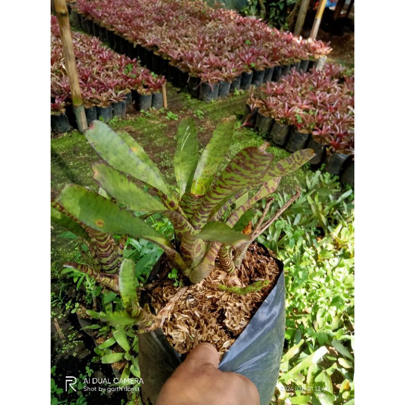 tanaman hias bromelia tokek hijau