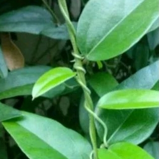 

cincau rambat cincau jeli kecil 300gr