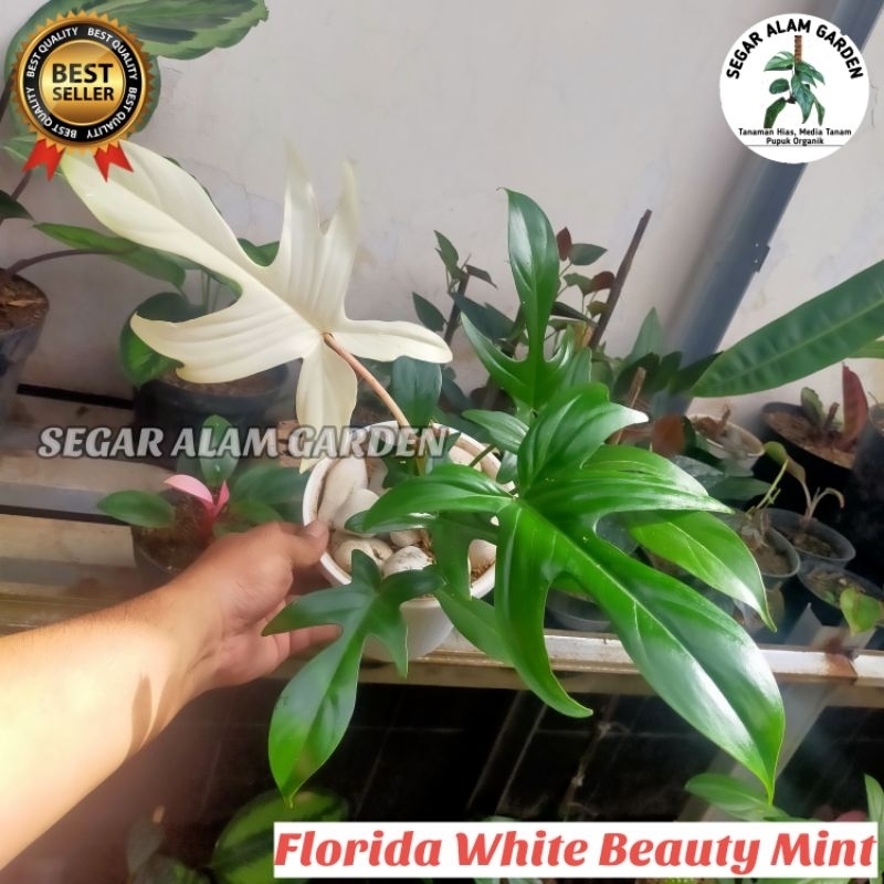 Tanaman Hias Philodendron Florida White Beauty - Philo Florida White Beauty Ghost