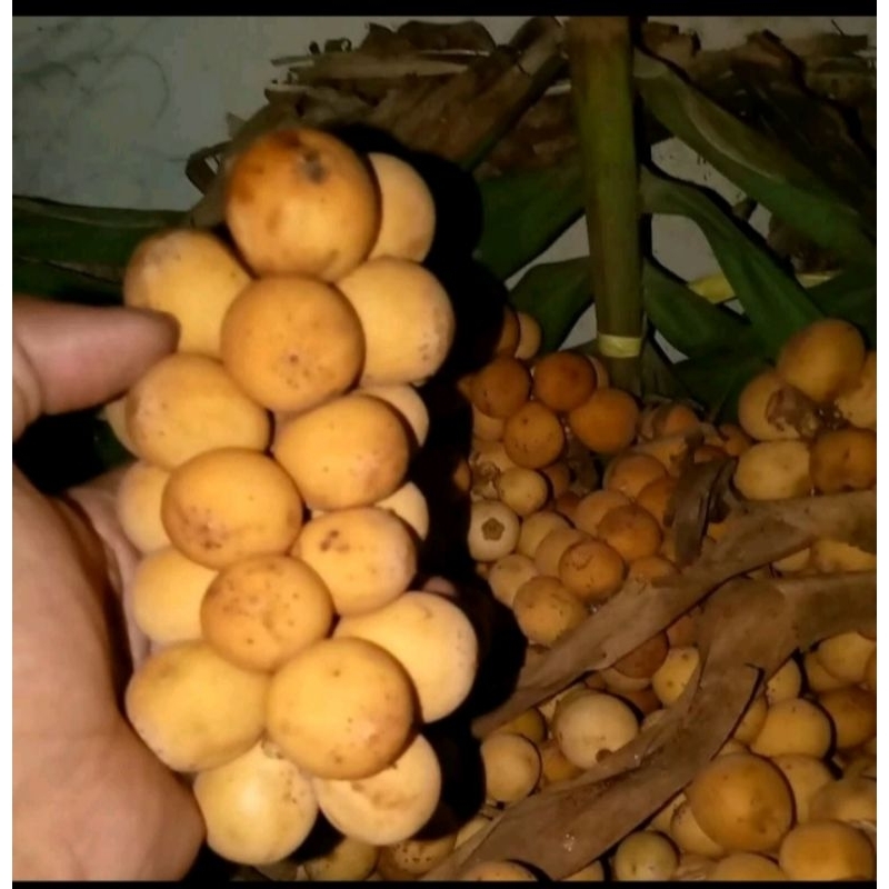 

buah kokosan buah langsat langsung petik