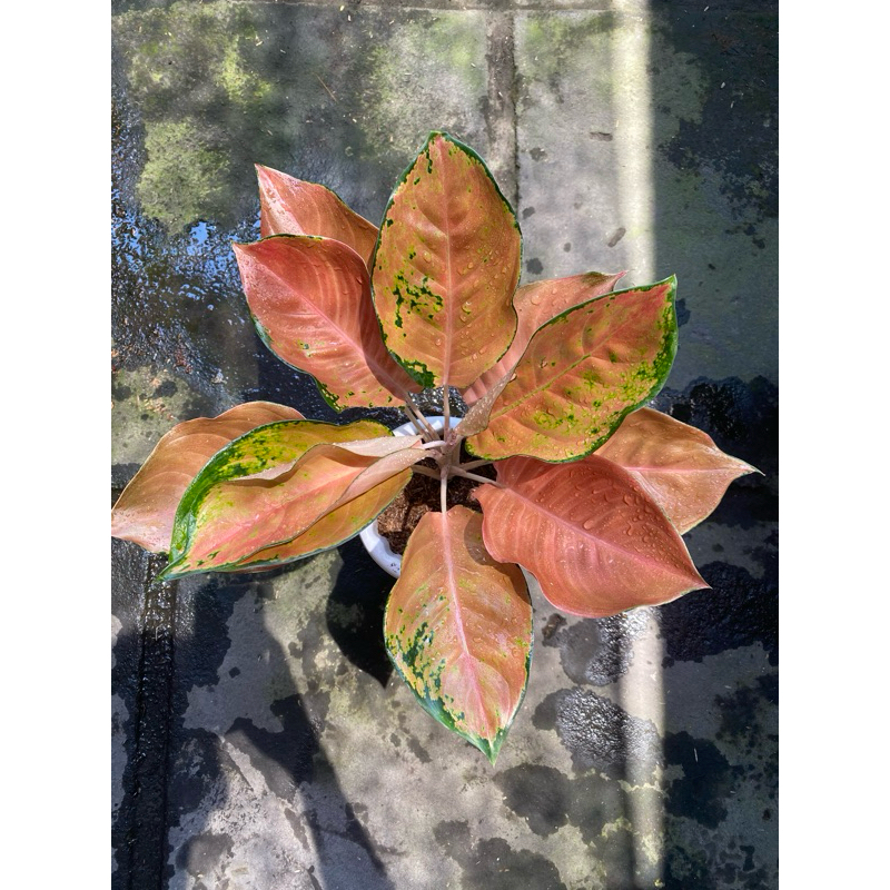 Aglonema Kochin Brown