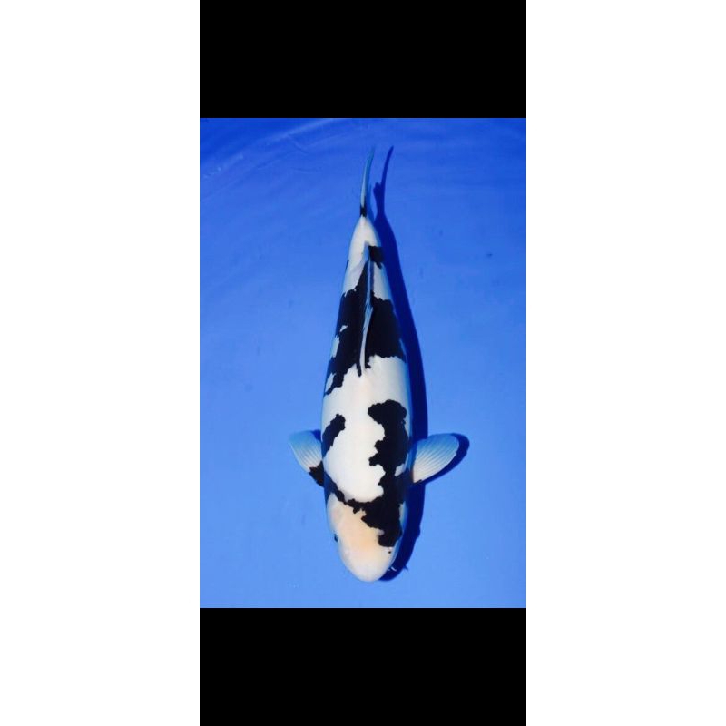 

KOI SHIRO 20-25CM