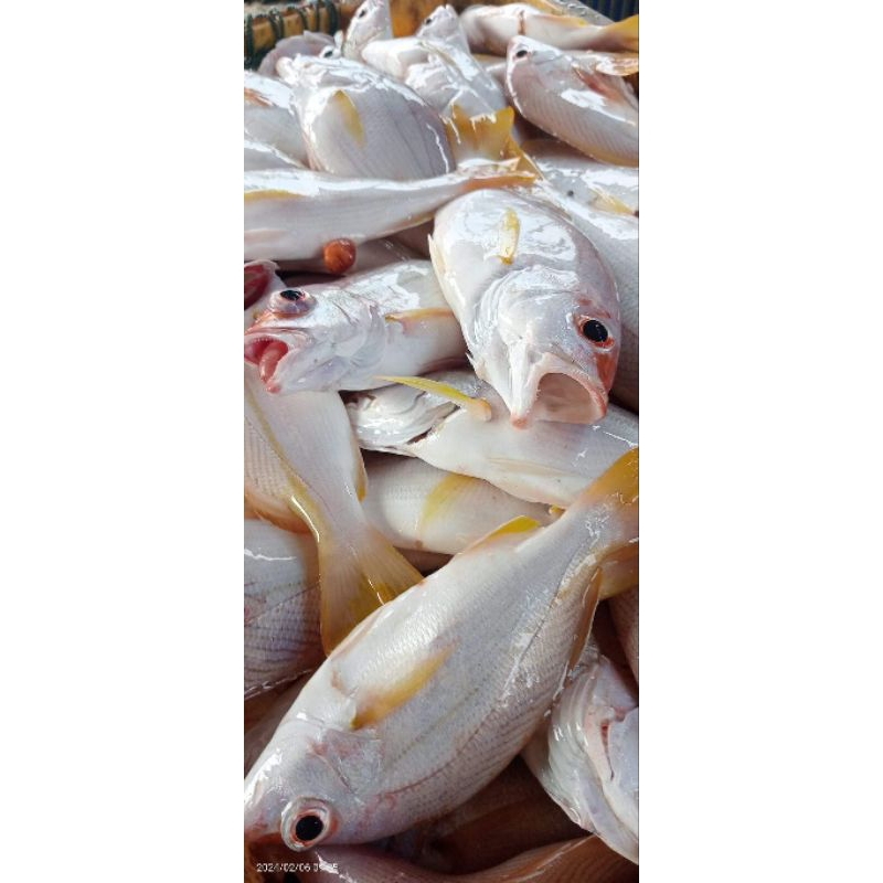 

Ikan Ekor kuning segar (ikan kuniran)