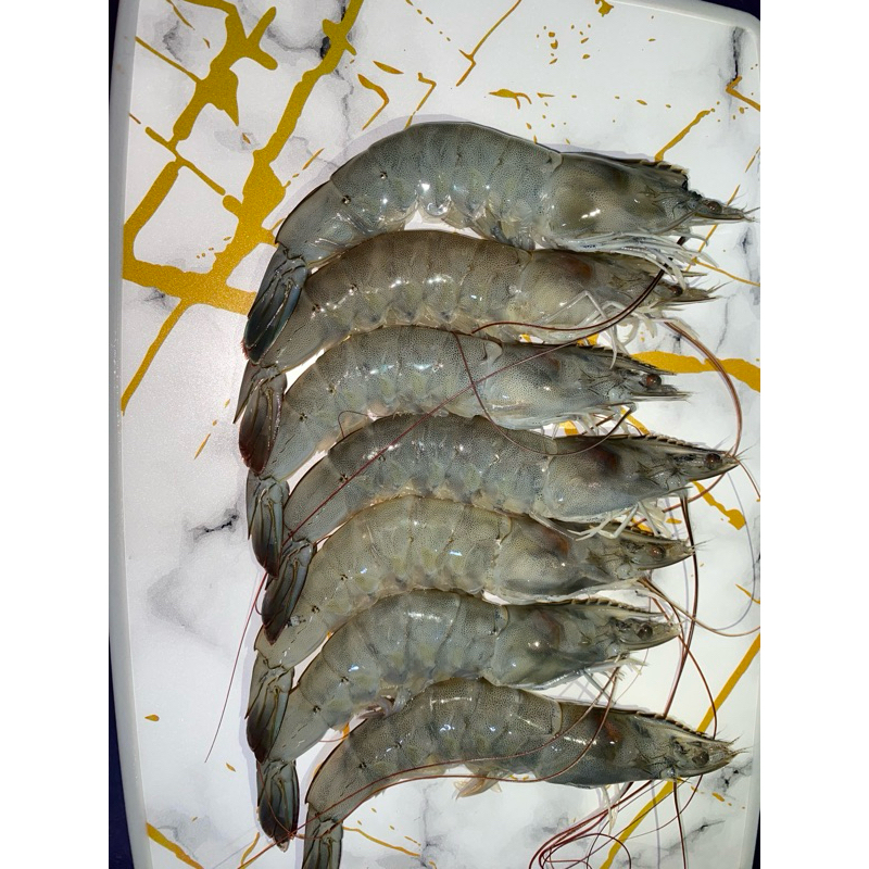 

udangvanami