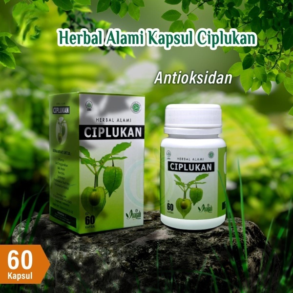 Kapsul Ciplukan Obat stroke ampuh terbukti herbal suplemen untuk terapi saraf dan otak isi 60 kapsul