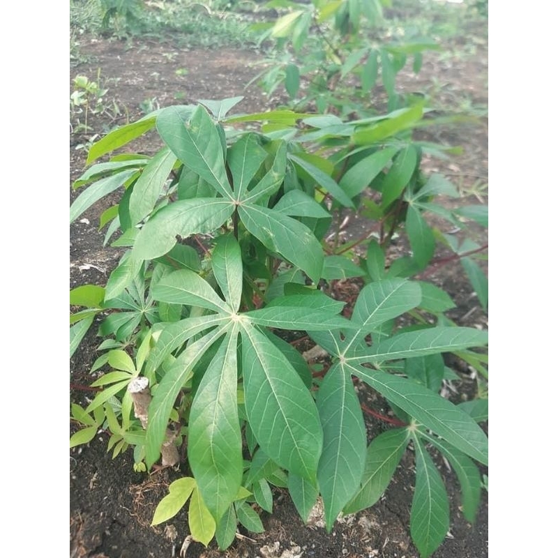 

daun ketela pohon 1 ikat