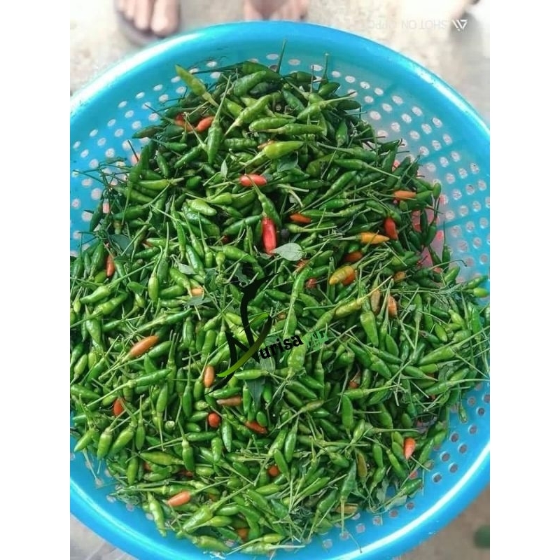 

cabe lalap