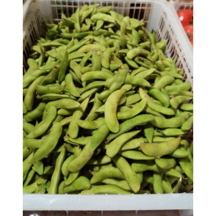 

Edamame Segar 250 gram KIRIM INSTANT