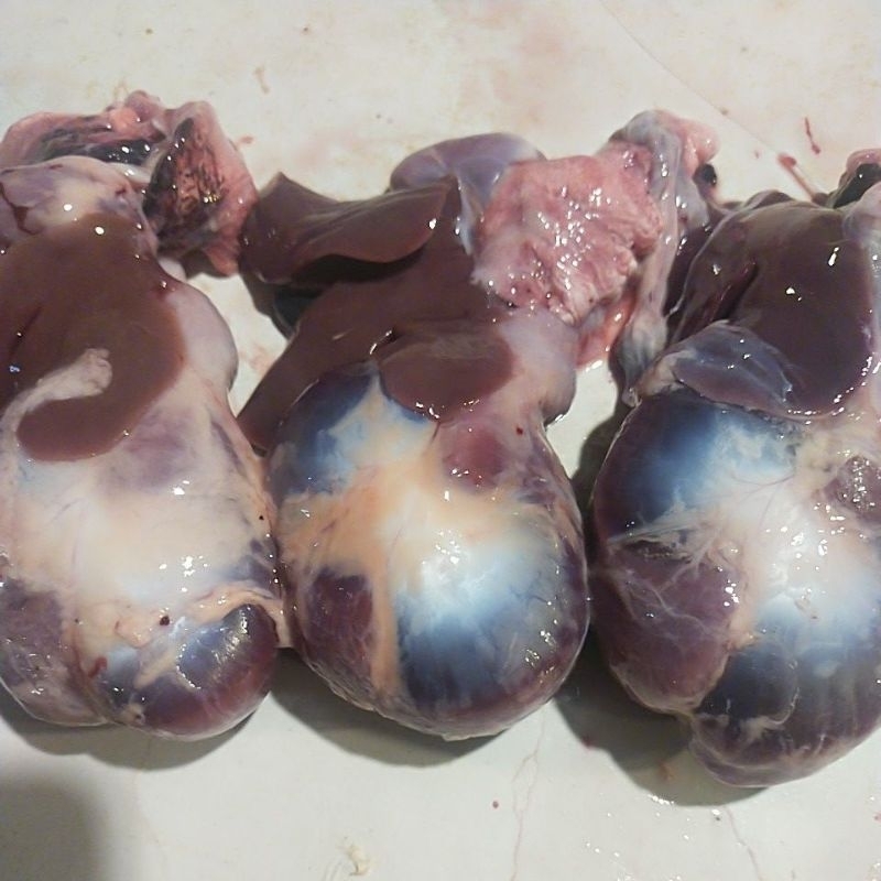 

ati ampela ayam kampung