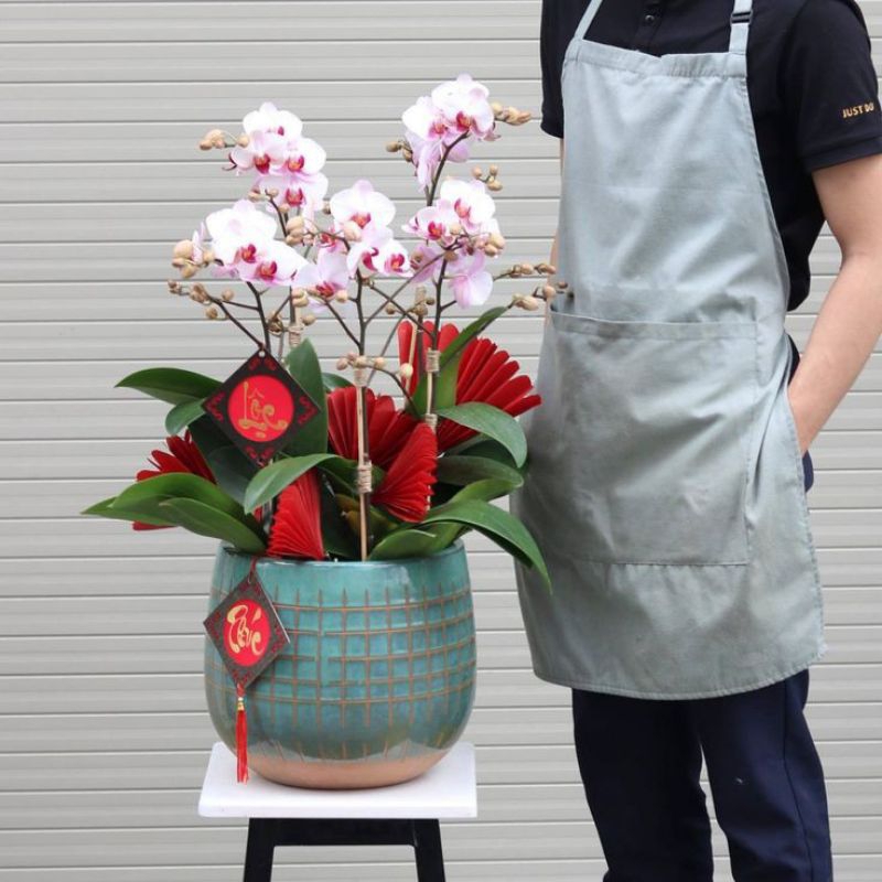 Seedling Anggrek Dendrobium Edfrans Charming