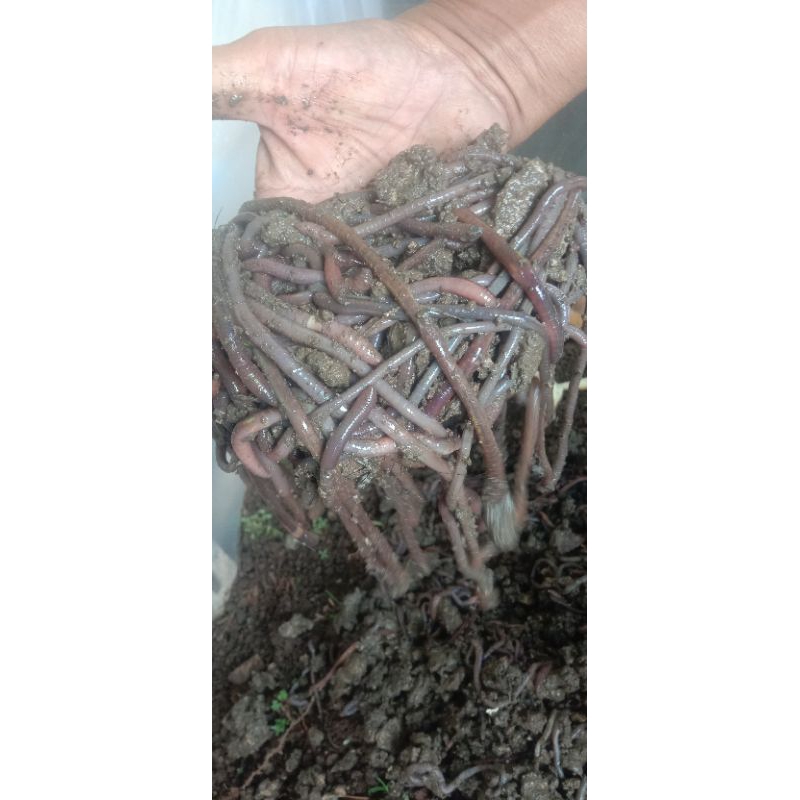 Cacing kalung