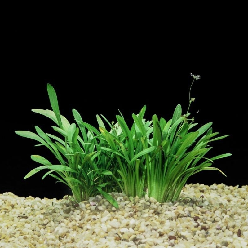 Sagitaria subulata dwarf 20 batang  - Tanaman karpet Aquascape Low Co2