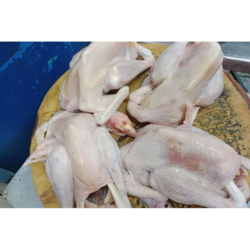 

Ayam kampung