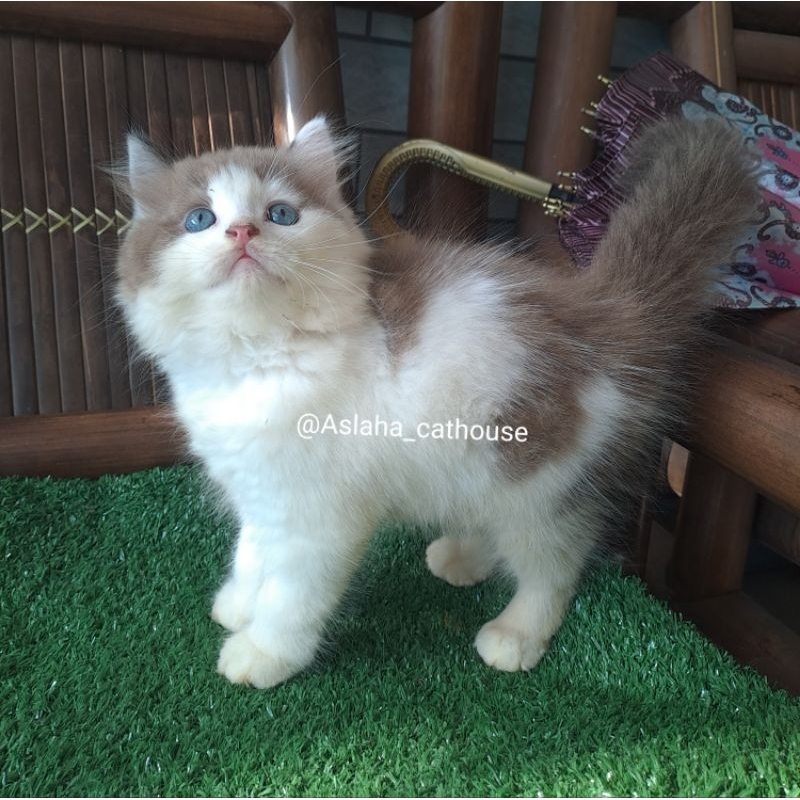 Anak kucing anggora/kitten Persia flatnose/kitten Himalaya Ragdol/kucing ragdol bicolor jantan