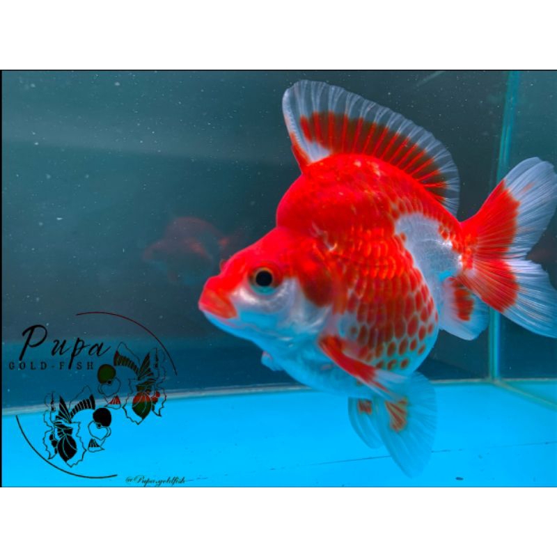 IKAN MAS KOKI RYUKIN RW SIZE 13 cm