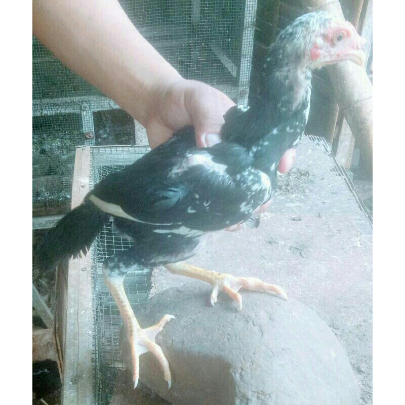 Anak Ayam bangkok super/usia 3bulan