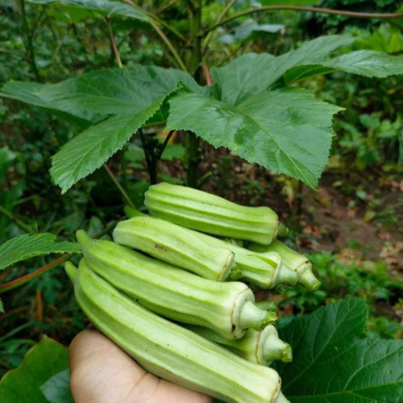 

Biji Sayur Okra Hijau - 10 Biji