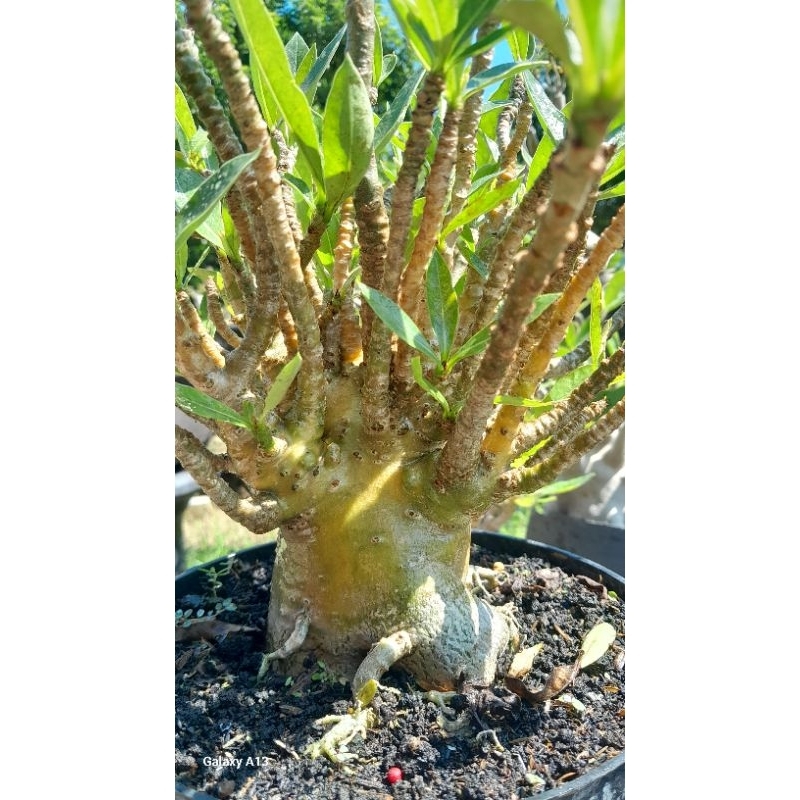 ADENIUM COLEKTOR ITEM, ARABICUM KHZ YELLOW FULL PADAT PERCABANGAN