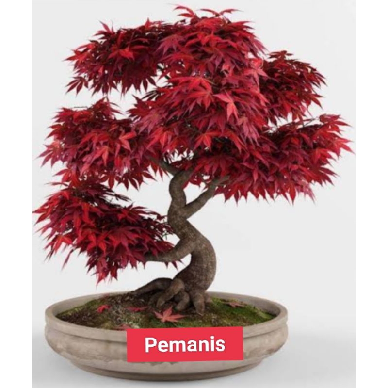 bonsai red panama