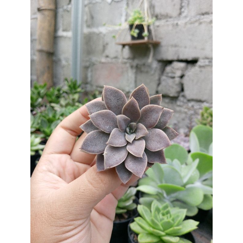 Sukulen Echeveria Carnicolor