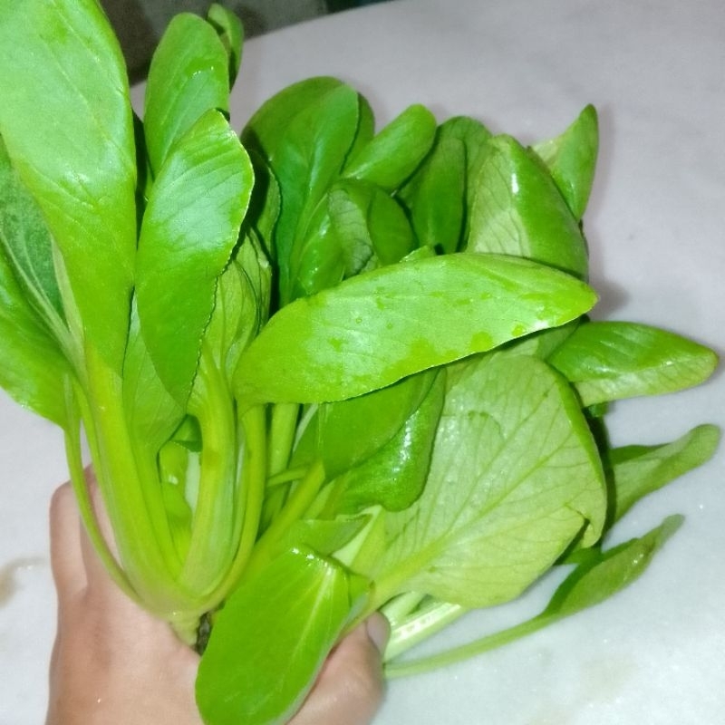 

Sayuran Pokcoy Organik pakcoy bok choy Organic Vegetables
