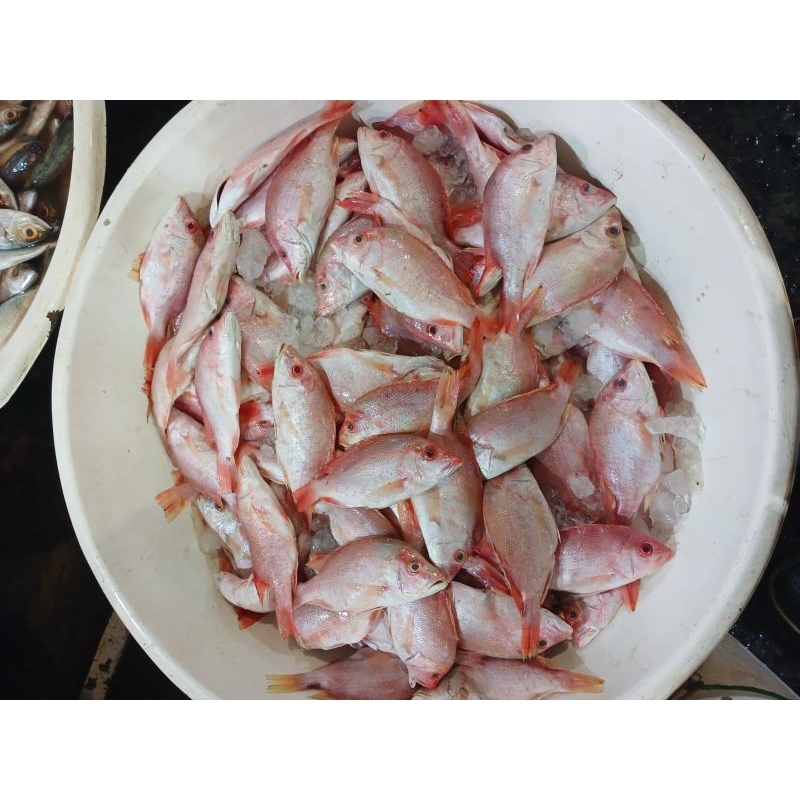

ikan kakap kecil