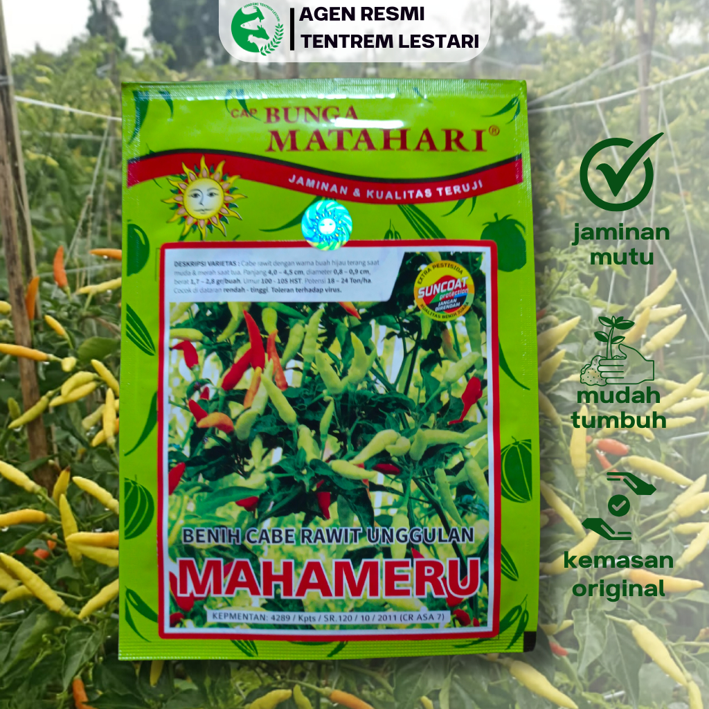 Benih Cabai Rawit MAHAMERU 10 gr Cap Bunga Matahari Hydroponik Hidroponik Biji Cabe Putih Pedas Data