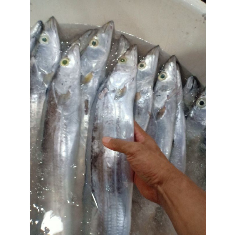 

ikan layur segar 500gr KIRIM INSTANT