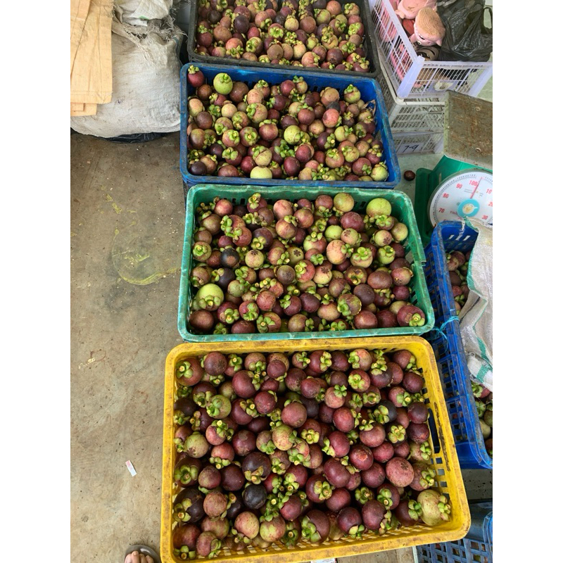 

Buah Manggis