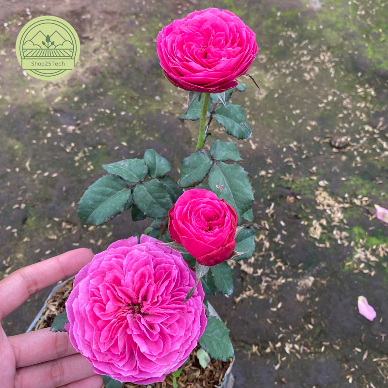 Bunga mawar import Yuzen