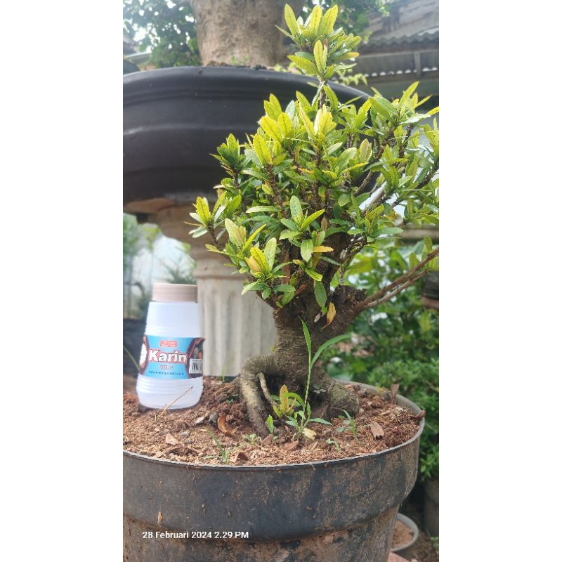 asoka mikro bahan bonsai