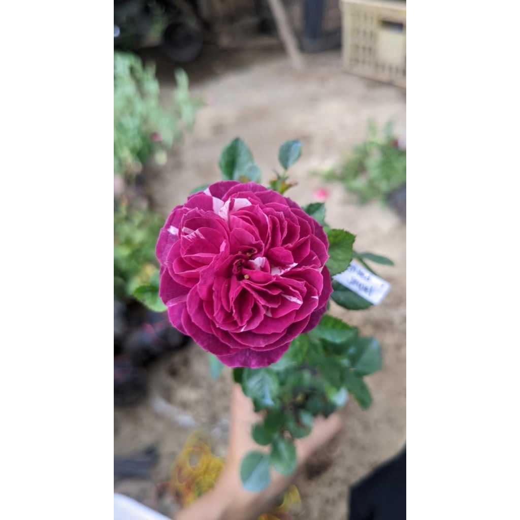 INDUKAN MAWAR IMPORT